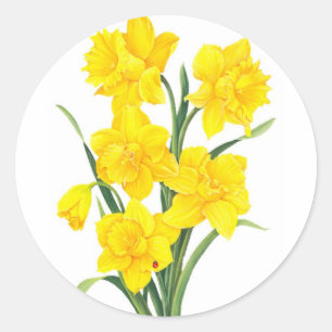 Adesivo Daffodils Amarelos