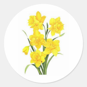 Adesivo Daffodils amarelos