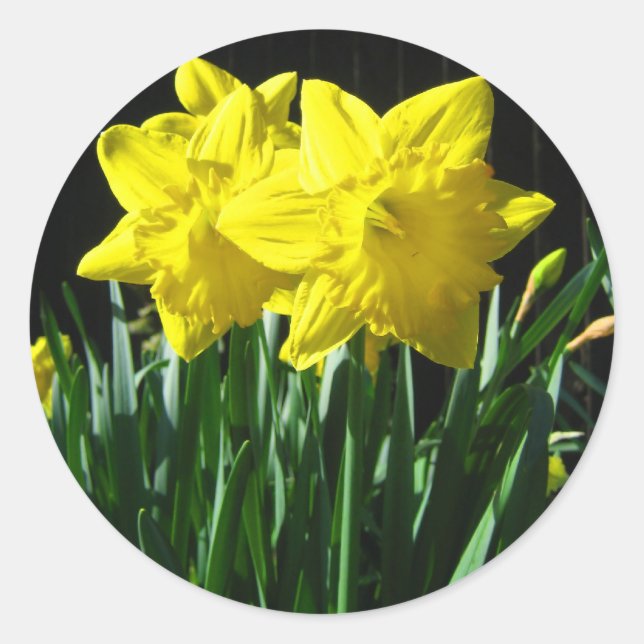 Adesivo Daffodils amarelos - Sticker (Frente)