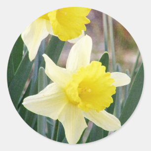 Adesivo Daffodils lindos