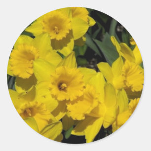 Adesivo daffodils na primavera 2
