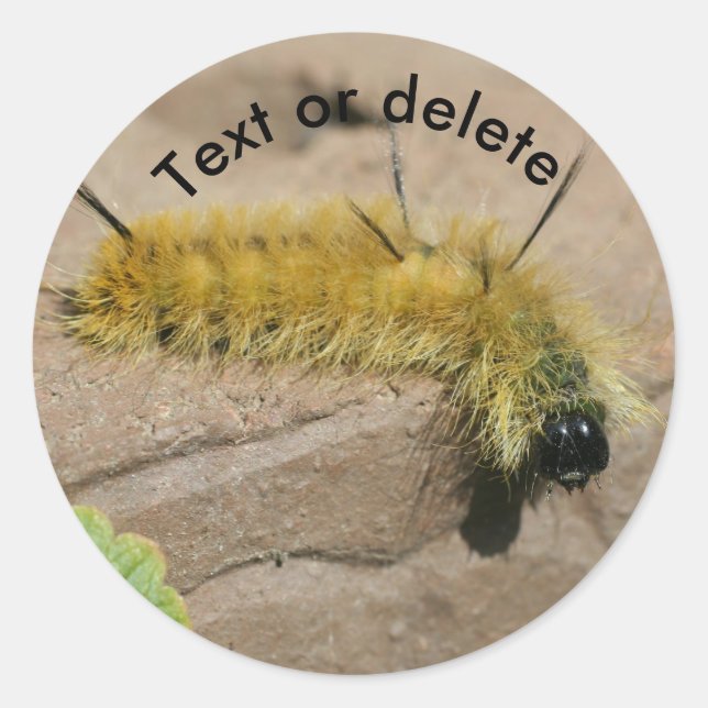Adesivo Dagger Moth Caterpillar Nature Personalized (Frente)
