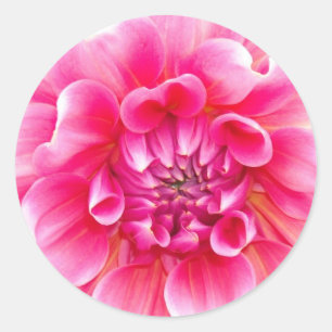 Adesivo Dahlia Rosa