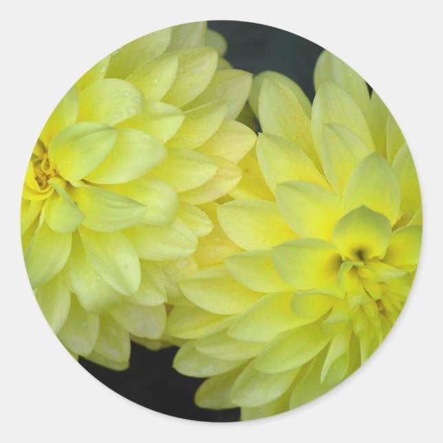 Adesivo Dahlias Amarelo (Frente)