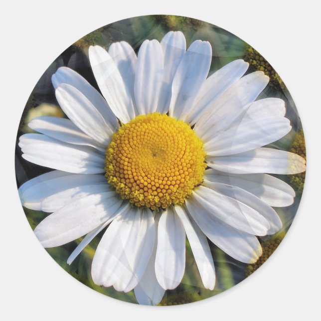 ADESIVO DAISES (Frente)