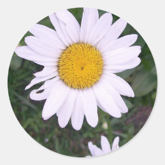 Adesivo Daisies