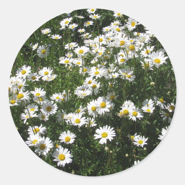 Adesivo Daisies (Frente)
