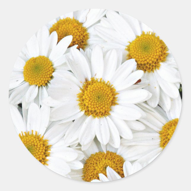 Adesivo Daisies (Frente)
