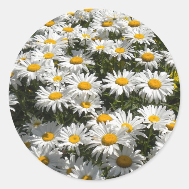 Adesivo Daisies Stickers (Frente)