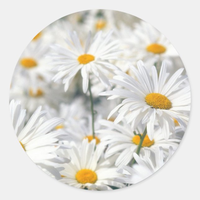 Adesivo Daisy (Frente)