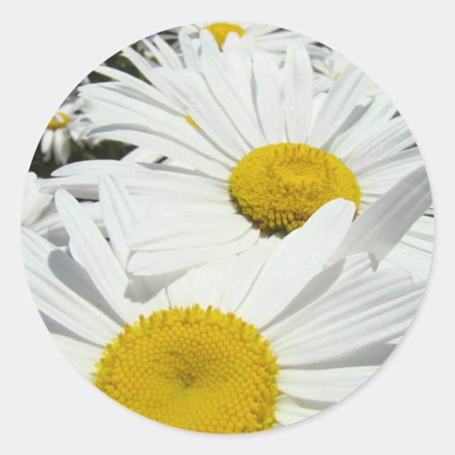 Adesivo Daisy Flowers White stickers Daisies Floral (Frente)