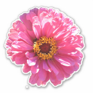Adesivo Daisy Rosa