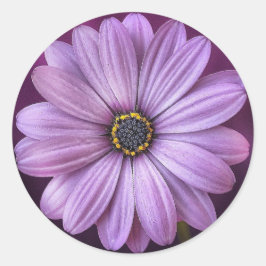 Adesivo Daisy roxa
