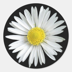 Adesivo Daisy Sticker