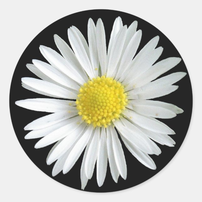 Adesivo Daisy Sticker (Frente)