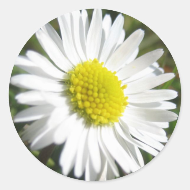 Adesivo Daisy Sticker (Frente)