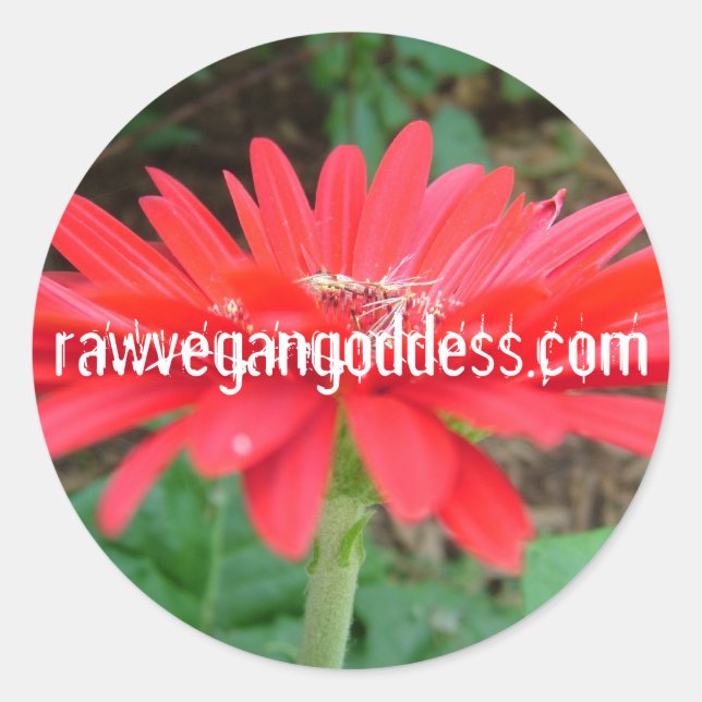 Adesivo Daisy Sticker (Frente)