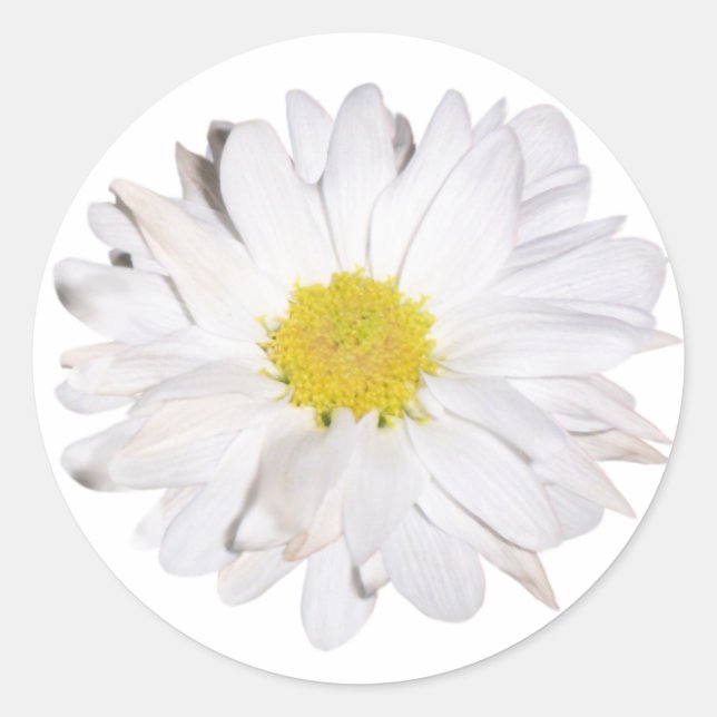 Adesivo Daisy Sticker (Frente)