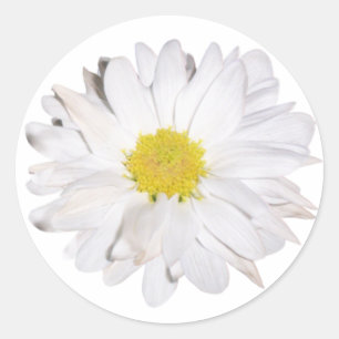 Adesivo Daisy Sticker