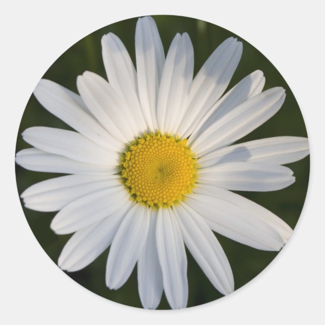 Adesivo Daisy sticker (Frente)