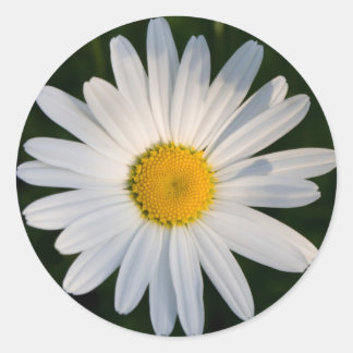 Adesivo Daisy sticker