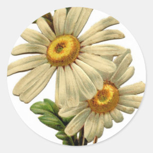 Adesivo Daisy Vintage