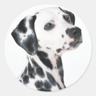 Adesivo Dalmatian