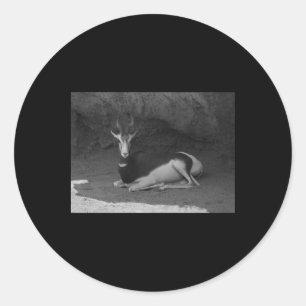 Adesivo Dama Gazelle Valencia Black and White Sticker