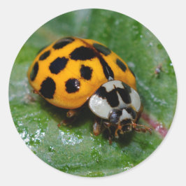 Adesivo Damasco Amarelo e Preto com 18 Pontas