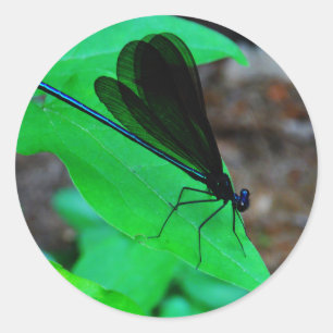 Adesivo Damselfly azul em uma folha verde