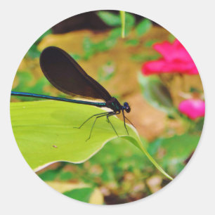 Adesivo Damselfly e Rosa