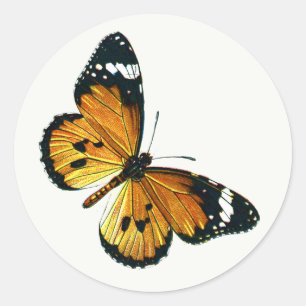 Adesivo Danaus chrysippus - Plain Tiger ou African Queen