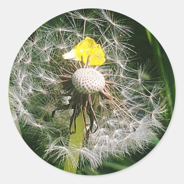 Adesivo Dandelion (Frente)