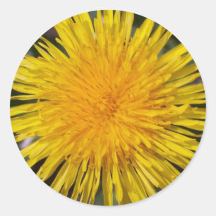 Adesivo Dandelion Stickers