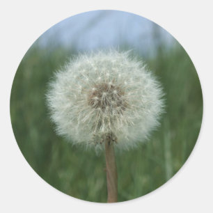 Adesivo Dandelion Stickers