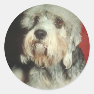 Adesivo Dandie Dinmont Terrier