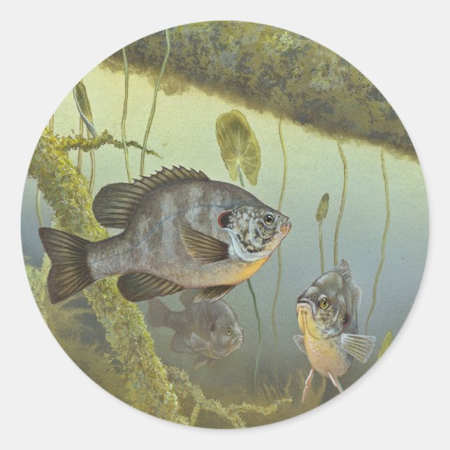 Adesivo Dardos Sunfish (Frente)