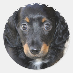 Adesivo Daschund Puppy Dog Stickers