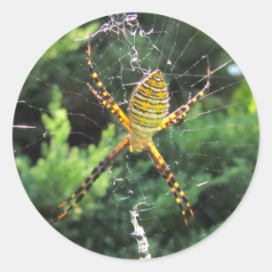Adesivo de aranha de jardim