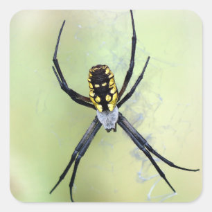 Adesivo de aranha do jardim de argiope preto e ama