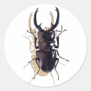 Adesivo De "arte da aguarela do inseto do besouro veado"