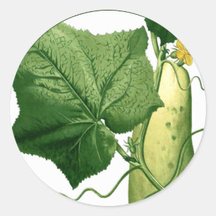 Adesivo de Arte de Pepino 1