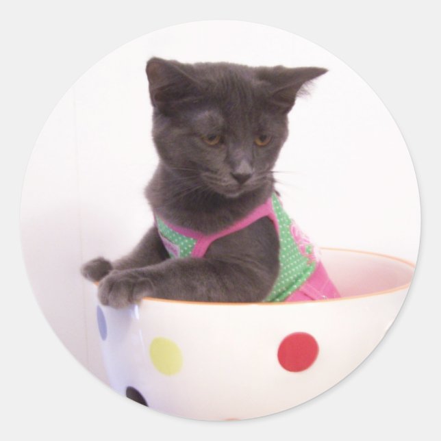 adesivo de arys kitten (Frente)
