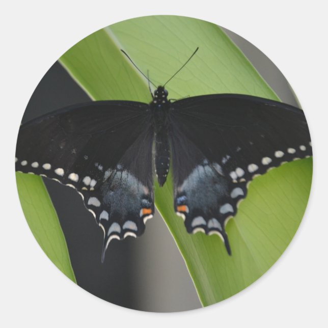 Adesivo de borboleta de cauda variável (Frente)