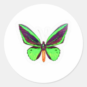 Adesivo de Borboleta Verde Lima Majestosa - Asa Co