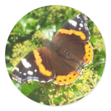 Adesivo de borboletas, adesivo