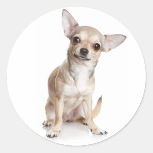 Adesivo de Cachorrinho Chihuahua Parabéns