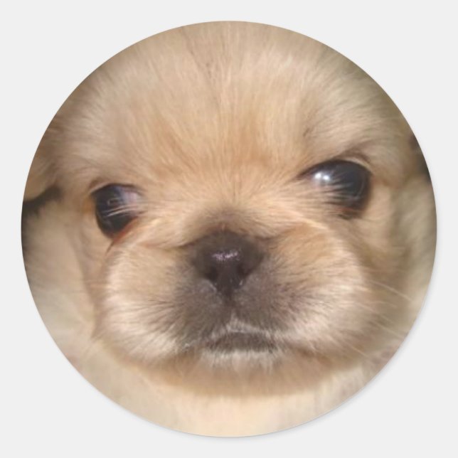 adesivo de cachorrinho de pekingese (Frente)