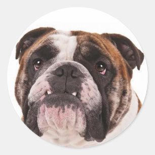 Adesivo de cachorro Bulldog Inglês