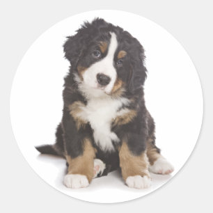 Adesivo de Cachorro de Montanha Bernesa / Selo
